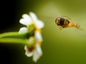 肝硬化患者不能喝蜂蜜-哪些人不能吃蜂蜜？