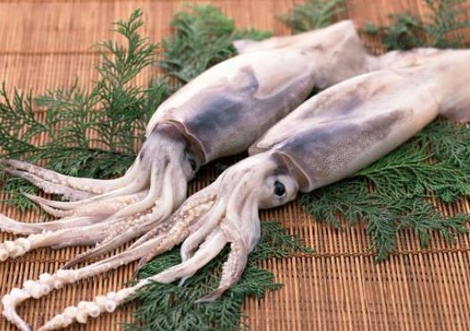 發(fā)黑的魷魚是不是不新鮮?活魷魚怎么保鮮?