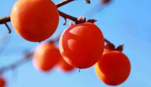 柿子不能和什么一起吃?吃柿子要注意什么事項(xiàng)