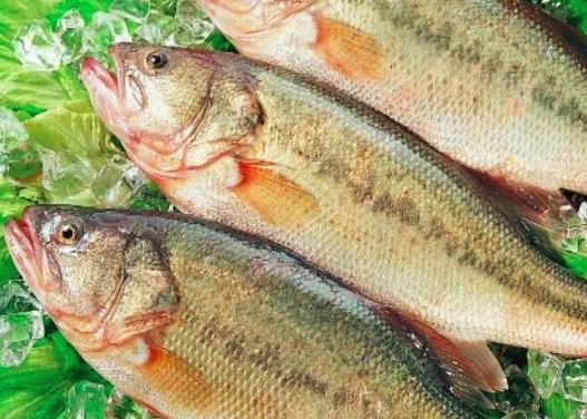 鱸魚的魚籽膽固醇高嗎?鱸魚籽能生吃嗎