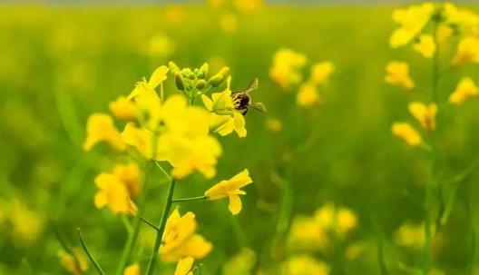 油菜花你吃過(guò)嗎?吃油菜花有哪些好處?