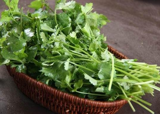 香菜種子直接撒土里能發(fā)芽嗎?為什么說有狐臭的人不能吃香菜
