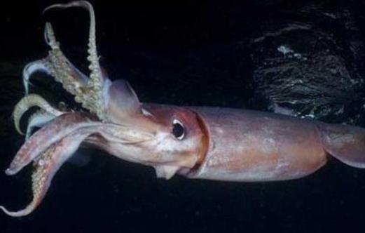 糖尿病患者可以吃魷魚嗎?吃魷魚會過敏嗎?