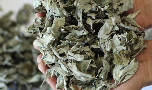 干艾葉吃了上不上火 干艾葉吃多少會(huì)中毒