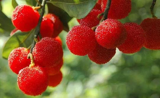 經(jīng)期可以吃楊梅嗎?吃楊梅有哪些好處?