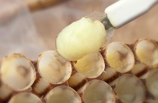 女人喝蜂王漿的好處 女性經(jīng)常吃蜂王胎的害處