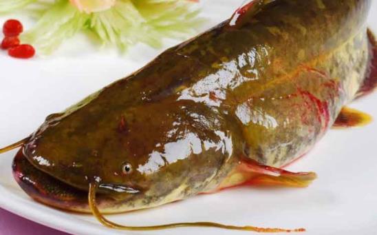 孕婦可以吃鯰魚嗎?吃鯰魚對身體有哪些好處?