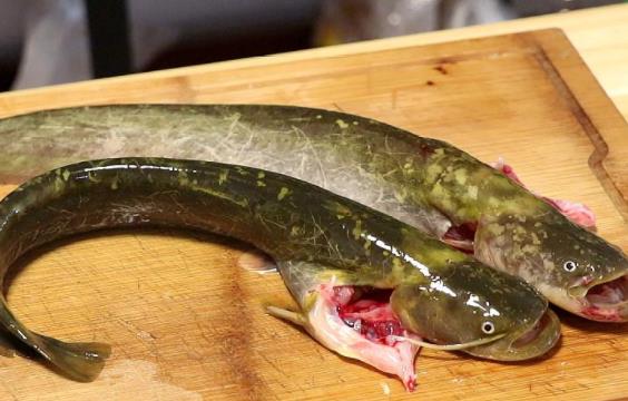 孕婦可以吃鯰魚嗎?吃鯰魚對身體有哪些好處?