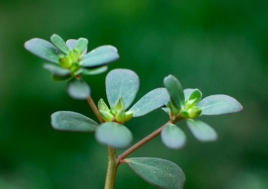 馬齒筧治療痔瘡有效果嗎?馬齒莧煮水喝有什么好處?