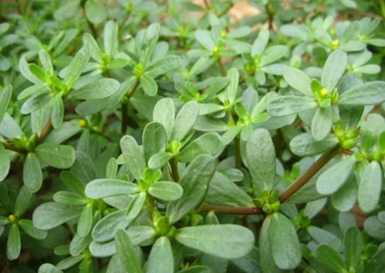 馬齒筧治療痔瘡有效果嗎?馬齒莧煮水喝有什么好處?