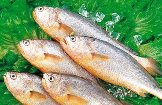 經(jīng)期可以吃黃花魚(yú)嗎?黃花魚(yú)不黃正常嗎?