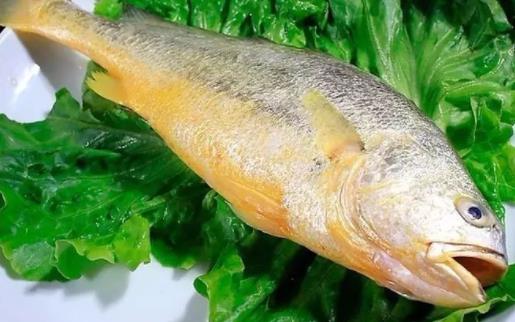 經(jīng)期可以吃黃花魚(yú)嗎?黃花魚(yú)不黃正常嗎?