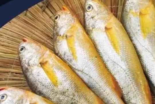 痛風(fēng)病人可以吃黃花魚嗎?黃花魚不宜與哪些食物同食?
