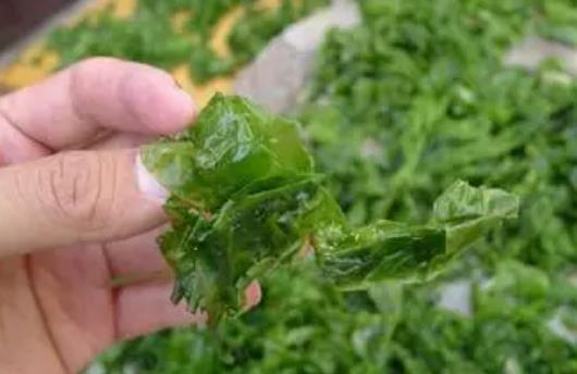 小孩可以吃裙帶菜嗎?涼拌裙帶菜需要焯水嗎?