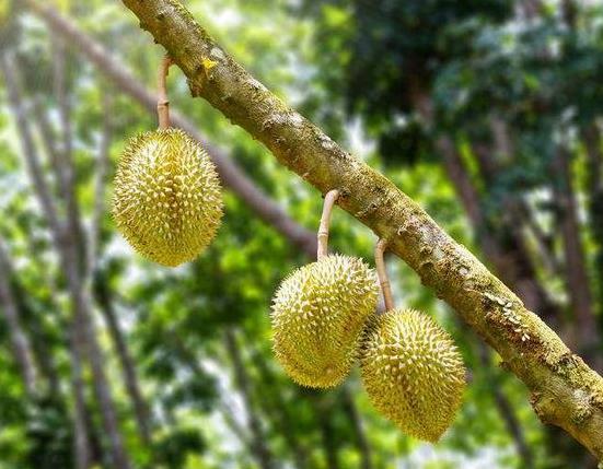 怎么判斷貓山王榴蓮熟沒(méi)熟?貓山王榴蓮多少錢(qián)一斤