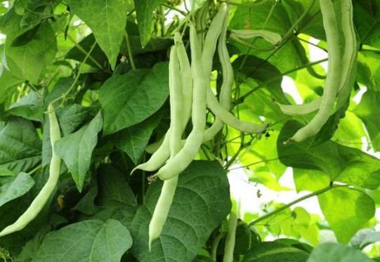 吃四季豆為什么會中毒?四季豆的食用功效