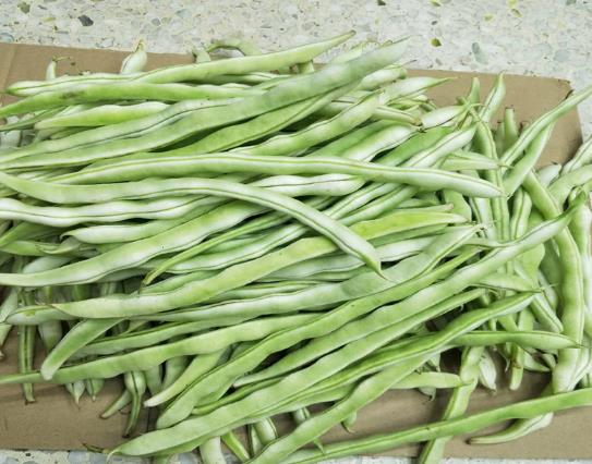 吃四季豆為什么會中毒?四季豆的食用功效