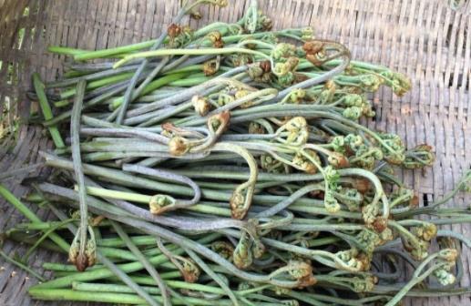 皮膚過敏能吃蕨菜嗎?經(jīng)期能吃蕨菜嗎?