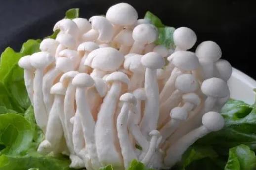 海鮮菇和白玉菇有哪些區(qū)別?孕婦可以吃白玉菇嗎?