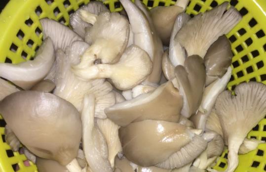 尿酸高可以吃平菇嗎?吃放久的平菇會(huì)中毒嗎?