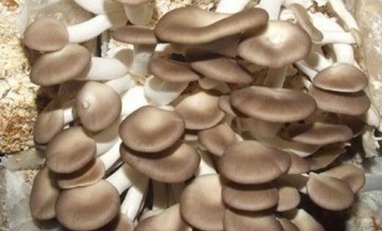 尿酸高可以吃平菇嗎?吃放久的平菇會(huì)中毒嗎?