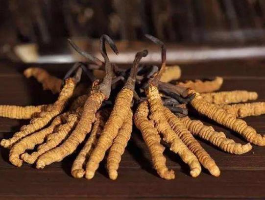 冬蟲夏草怎么食用最好?發(fā)霉的蟲草還能吃嗎