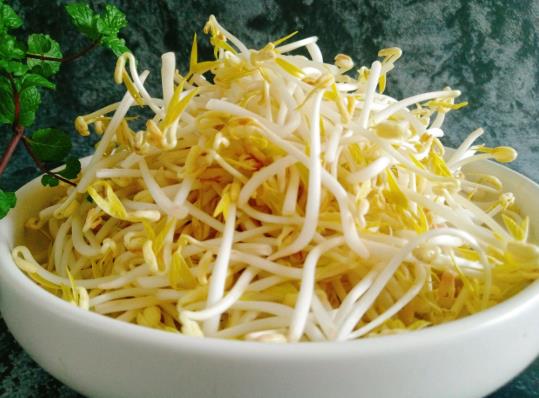 吃了沒(méi)熟的綠豆芽怎么辦?豆芽為什么會(huì)長(zhǎng)葉子