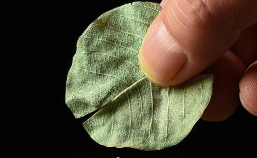 金錢草吃多久才能排腎結(jié)石 長期用金錢草泡水喝有什么副作用