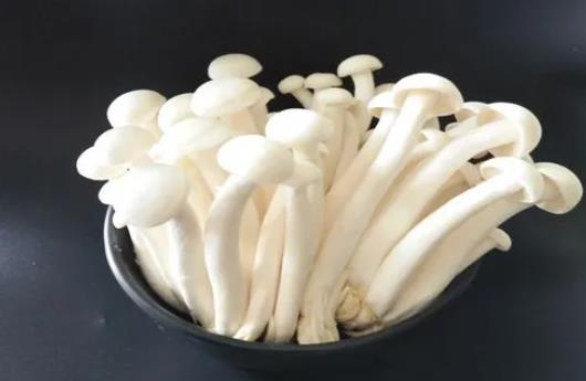 手術(shù)后可以吃白靈菇嗎?白靈菇有哪些功效?