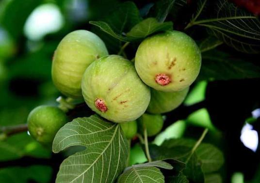 無(wú)花果要?jiǎng)兤げ拍艹詥幔啃迈r無(wú)花果上火還是去火