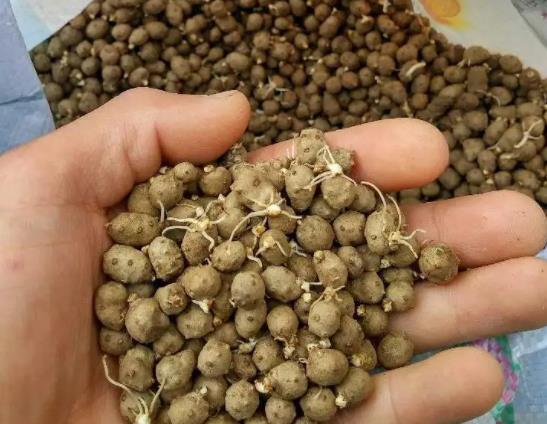 山藥豆可以打豆?jié){喝嗎?山藥豆發(fā)芽了有毒嗎