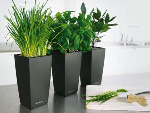 家居植物風(fēng)水的禁忌-臥室植物風(fēng)水知識