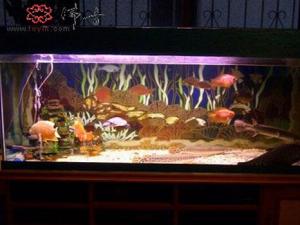 風(fēng)水魚(yú)有哪些？風(fēng)水魚(yú)缸擺放位置