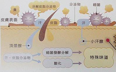 狐臭會傳染嗎?體臭和狐臭的區(qū)別