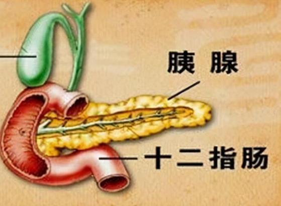 胰腺在人體的哪個(gè)部位圖解 胰腺的功能和作用