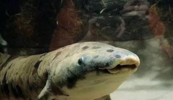 非洲肺魚(yú)7.jpg