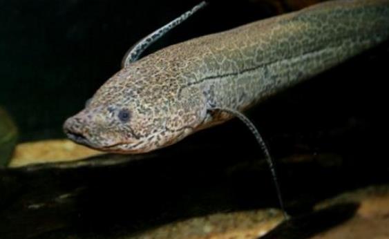 非洲肺魚(yú)2.jpg