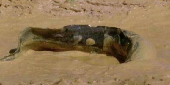 非洲肺魚(yú)5.jpg