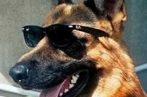 牧羊犬