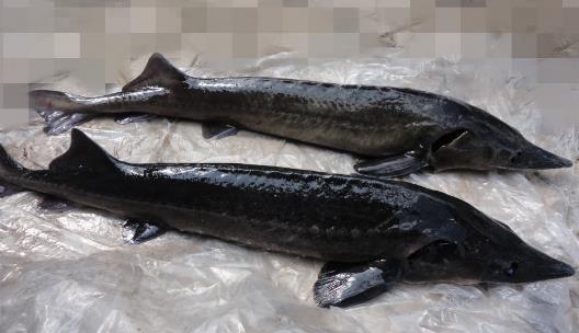 長江最大的魚 長江魚王中華鱘重量可達(dá)千斤