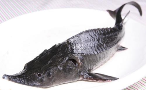 長江最大的魚 長江魚王中華鱘重量可達(dá)千斤