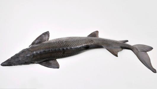 長江最大的魚 長江魚王中華鱘重量可達(dá)千斤