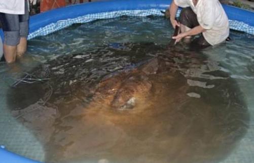 世界上最大的淡水魚