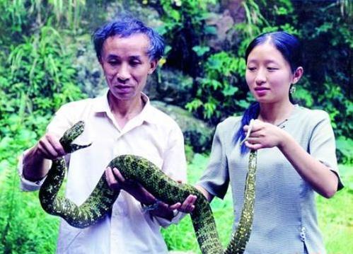 世界上第一個(gè)發(fā)現(xiàn)莽山烙鐵頭蛇的人蛇博士陳遠(yuǎn)輝 蛇市場價(jià)多少錢一條