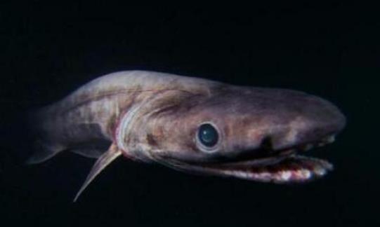 世界上最原始的鯊魚(yú) 皺鰓鯊在地球生存了3.8億年