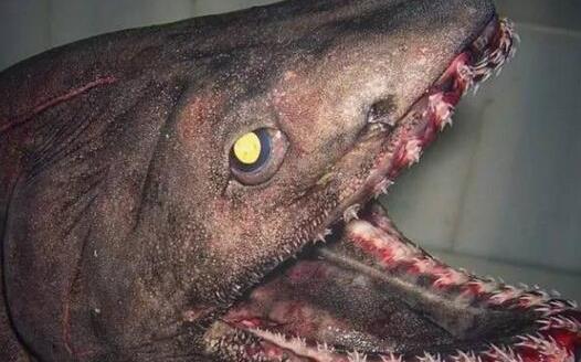 世界上最原始的鯊魚(yú) 皺鰓鯊在地球生存了3.8億年