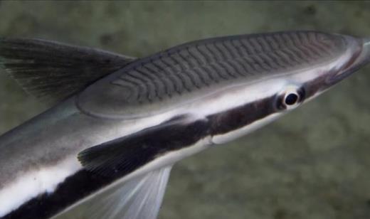 世界上最懶的魚(yú) 吸盤(pán)魚(yú)生活在大海中卻懶得游泳