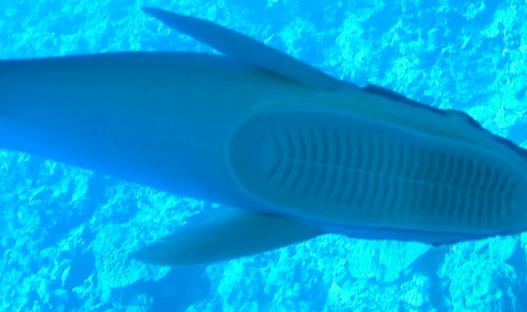 世界上最懶的魚(yú) 吸盤(pán)魚(yú)生活在大海中卻懶得游泳