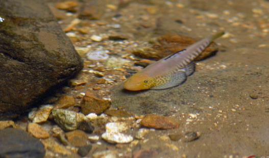 世界上最懶的魚(yú) 吸盤(pán)魚(yú)生活在大海中卻懶得游泳