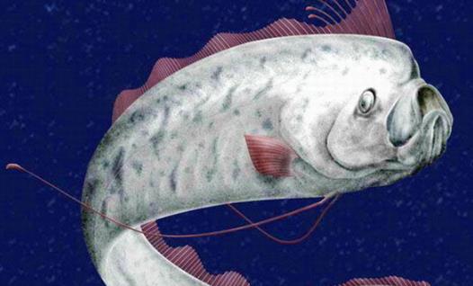 世界最長的硬骨魚 龍王魚最長7.6米 曾被認(rèn)為是真龍